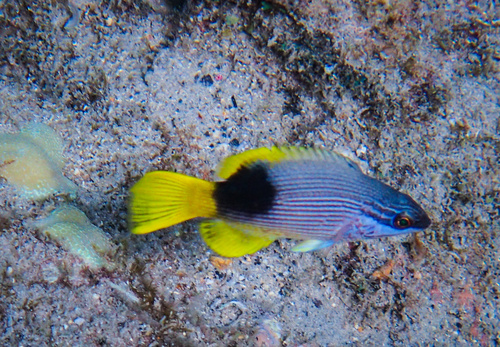 Bodianus albotaeniatus observed 2026-08-08