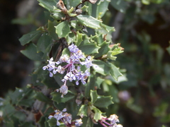 Ceanothus confusus