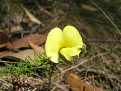 Gompholobium ecostatum