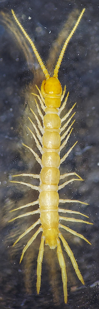 Sozibius pennsylvanicus