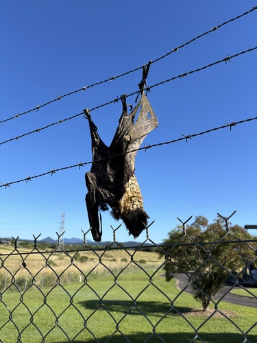 Spectacled Flying-fox