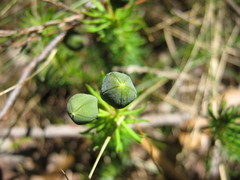 Gompholobium ecostatum