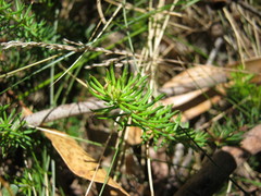 Gompholobium ecostatum