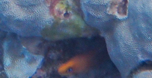 Gymnothorax melatremus observed 2026-08-08