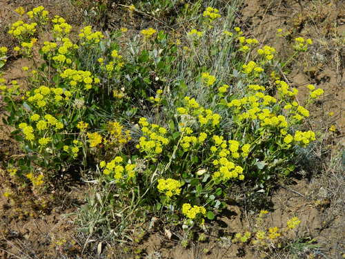 Eriogonum umbellatum var. ellipticum