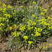 Eriogonum umbellatum ellipticum - Photo (c) mhays, algunos derechos reservados (CC BY-NC), subido por mhays