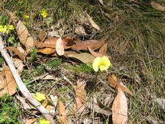 Gompholobium ecostatum
