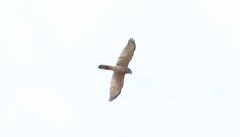 Accipiter badius
