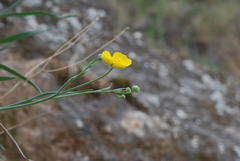 Ranunculus gramineus