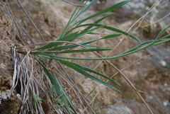 Ranunculus gramineus