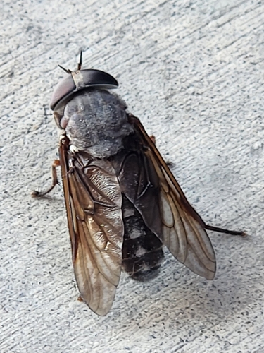 Chained Horse Fly photo 2