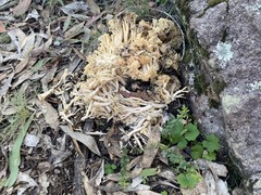 Ramaria capitata
