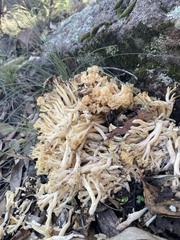 Ramaria capitata