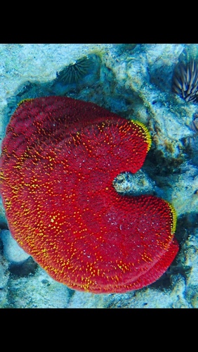 Culcita novaeguineae, 2026-08-09