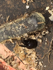 Latrodectus mactans