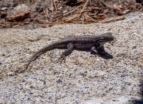 iNaturalist observation photo of Common Sagebrush Lizard