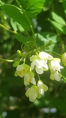 Cardiospermum grandiflorum