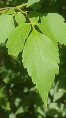 Cardiospermum grandiflorum