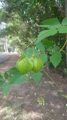 Cardiospermum grandiflorum