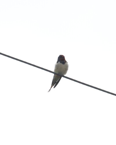 Barn Swallow
