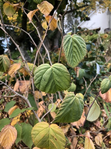 Corylopsis spicata observed 2020-05-05