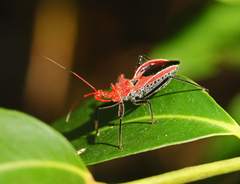 Gminatus wallengreni