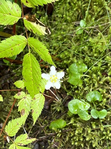Fringed Grass of Parnassus