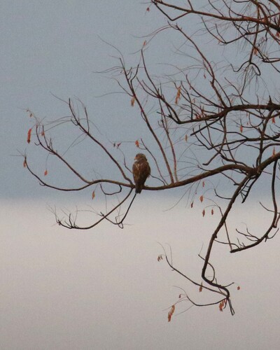 Rufous-winged Buzzard