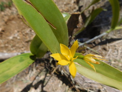 Guarianthe aurantiaca