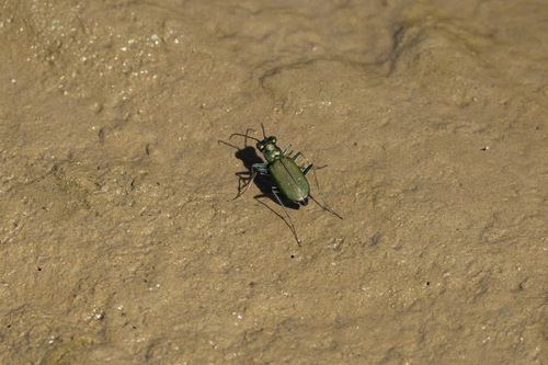 Black Sky Tiger Beetle