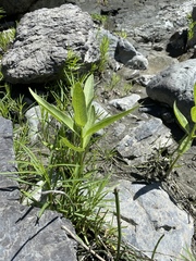 Asclepias speciosa