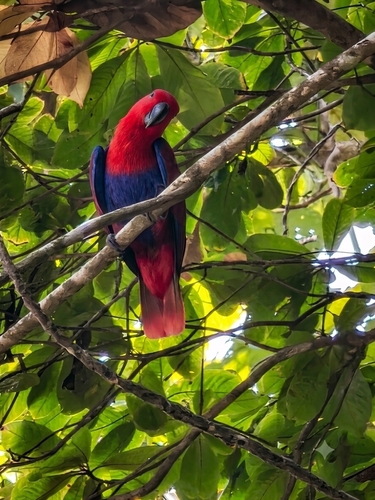 Eclectus roratus observed 2026-08-10