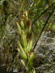 Castilleja cusickii