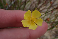 Crocanthemum aldersonii
