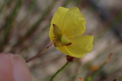 Crocanthemum aldersonii