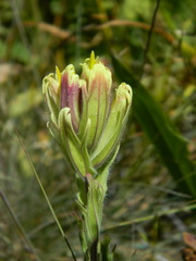 Castilleja cusickii