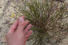 Crocanthemum aldersonii