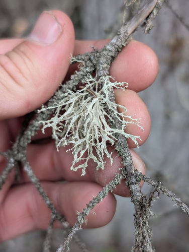 Farinose Cartilage Lichen