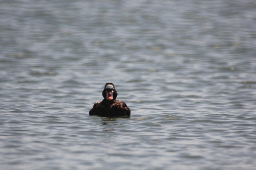Surf Scoter