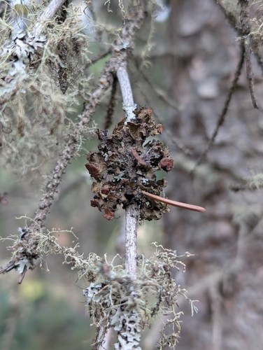 Fringed Wrinkle Lichen