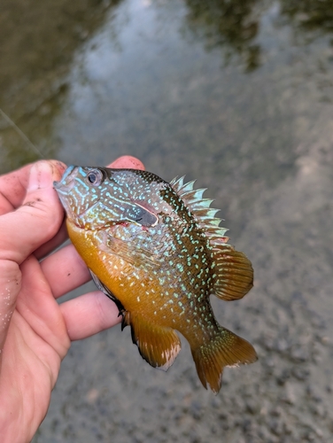 Gulf Longear Sunfish