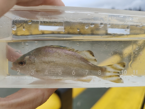 Banded grunter (Terapon theraps) — Terapontidae — 5