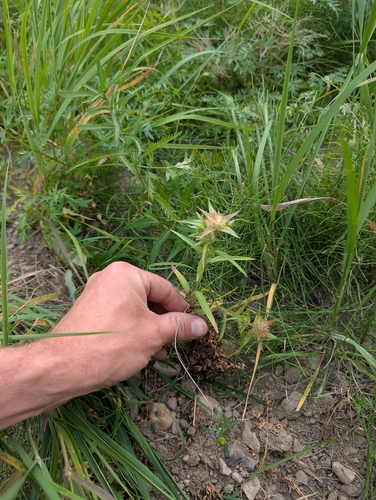 narrow-leaf mountain trumpet