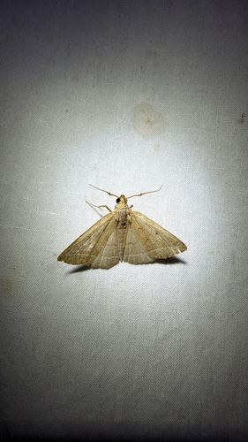 Yellowish Fan-foot (Zanclognatha marcidilinea)