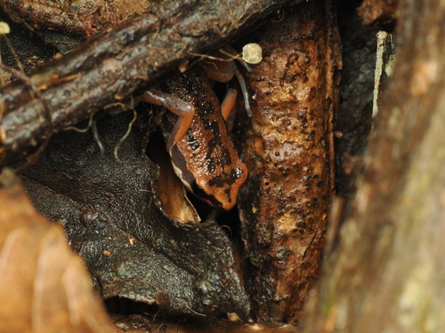 Micryletta inornata observed 2026-07-20