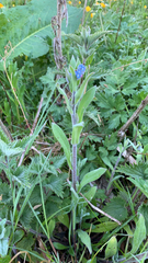Myosotis asiatica
