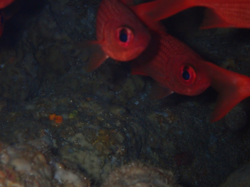 Panamic soldierfish (Myripristis leiognathus) — Holocentridae — 4