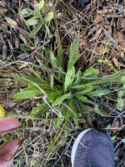 Leontodon saxatilis saxatilis