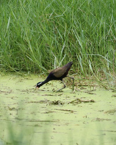 Bronze-winged Jacana