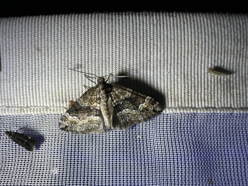 Perizoma bifaciata
